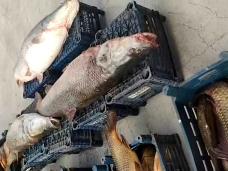 Kahta'da 3 ton kaçak balık ele geçirildi